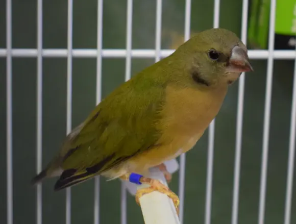 Gouldsamadine han (Chloebia gouldiae)